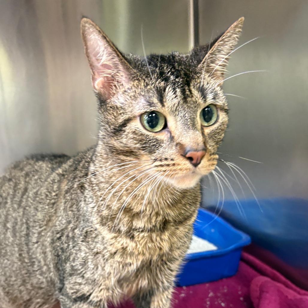 Enlarge Pumbaa, a Adoptable Domestic Short Hair in Springfield, IL image 1/3