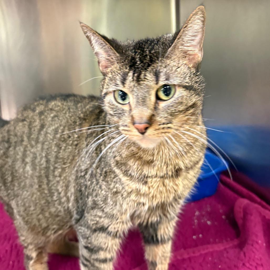 Enlarge Pumbaa, a Adoptable Domestic Short Hair in Springfield, IL image 2/3