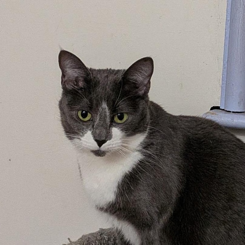 Enlarge HARRIET, a ADOPTABLE Domestic Short Hair in East Greenwich, RI image 4/6