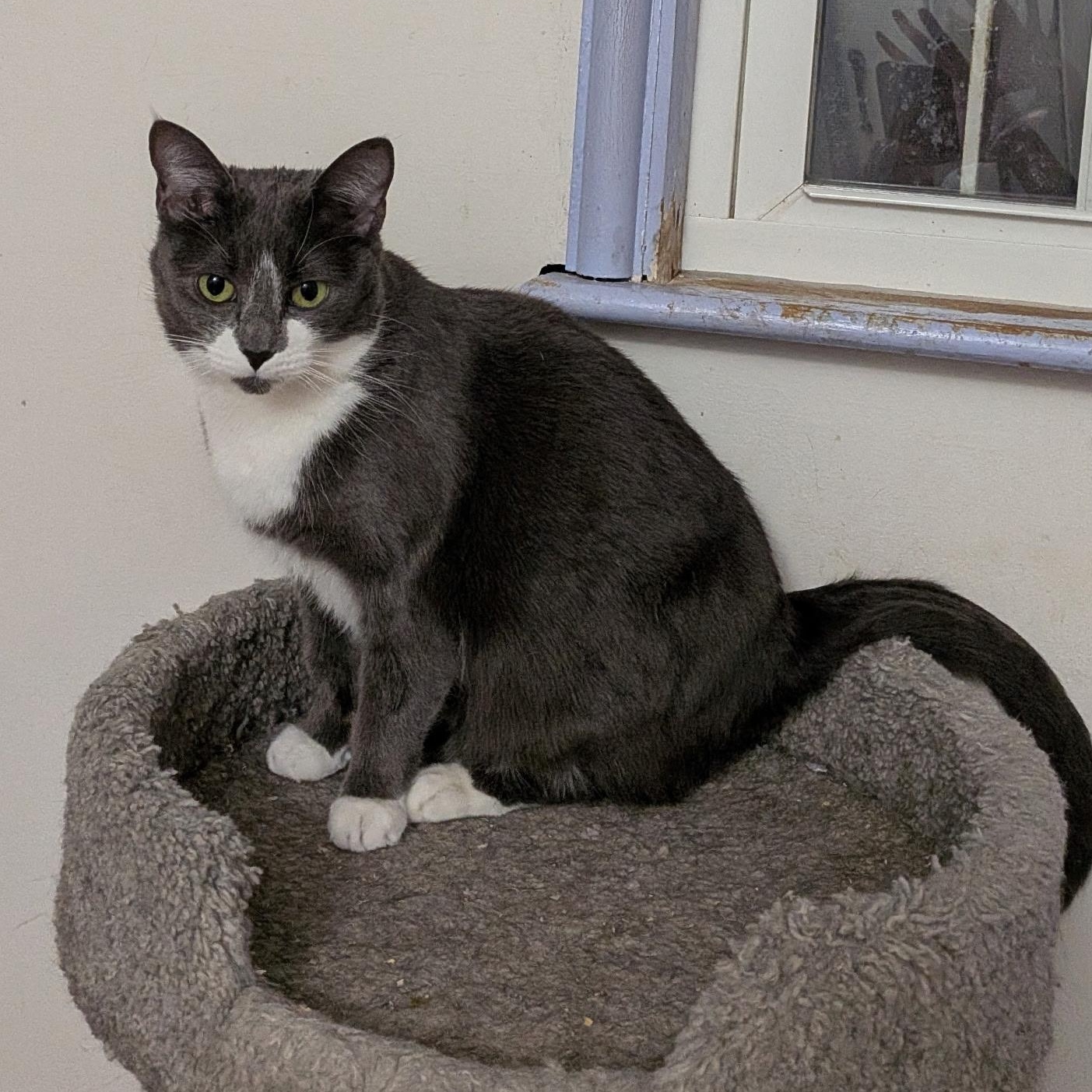 Enlarge HARRIET, a ADOPTABLE Domestic Short Hair in East Greenwich, RI image 1/6