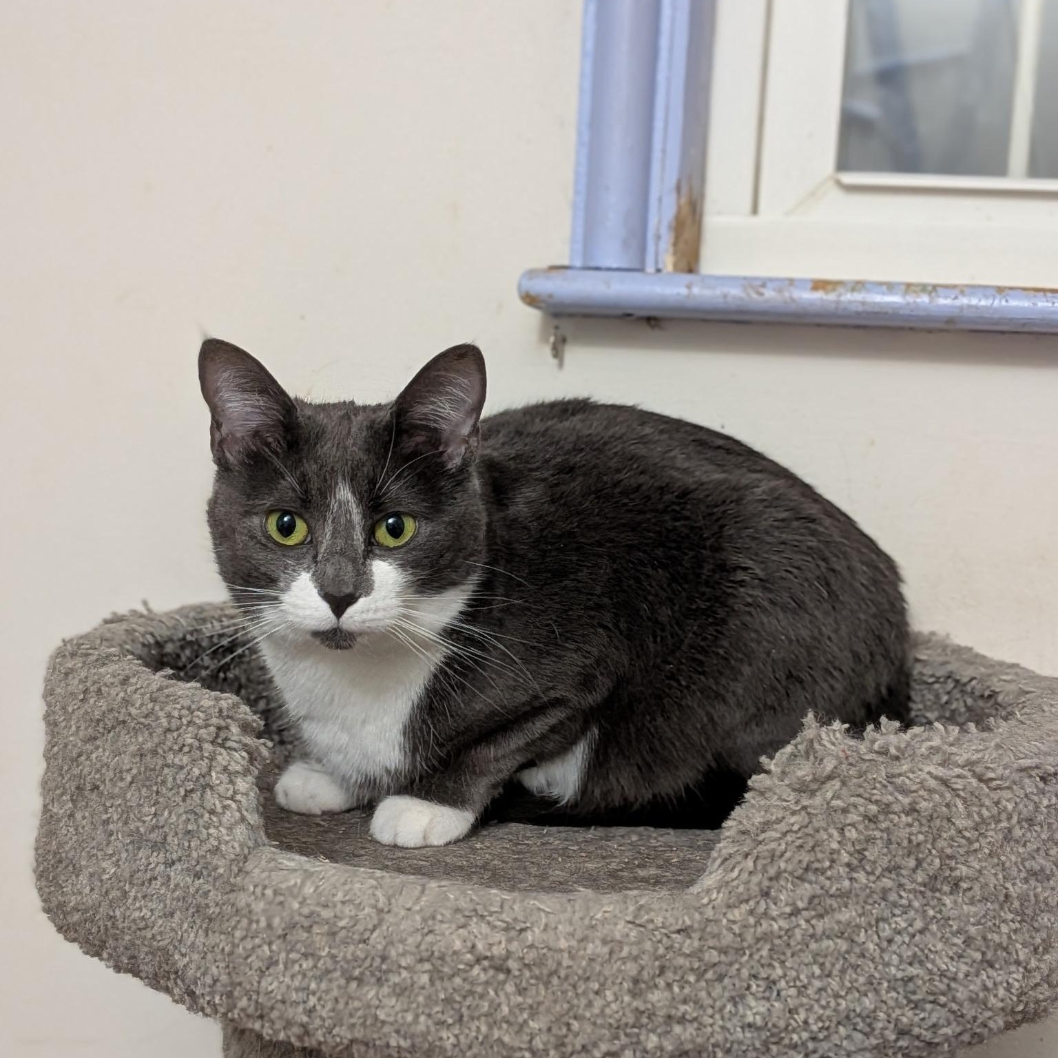 Enlarge HARRIET, a ADOPTABLE Domestic Short Hair in East Greenwich, RI image 2/6