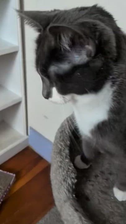 Enlarge HARRIET, a ADOPTABLE Domestic Short Hair in East Greenwich, RI video 3/6