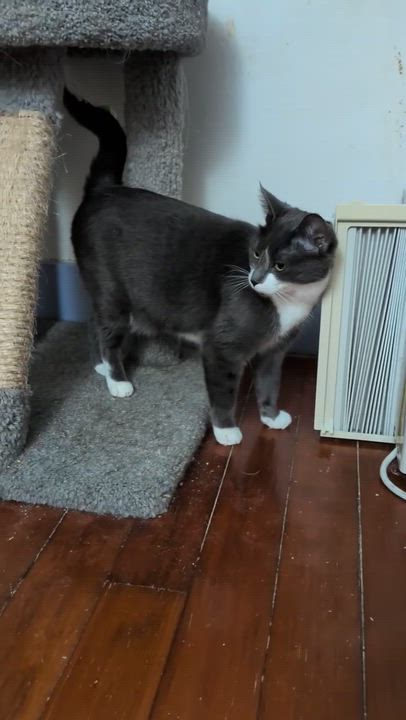 Enlarge HARRIET, a ADOPTABLE Domestic Short Hair in East Greenwich, RI video 5/6