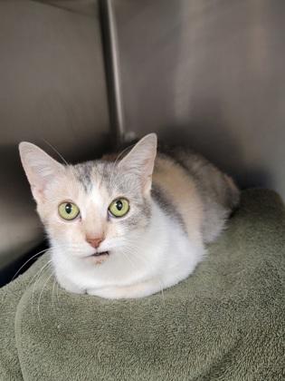 Enlarge Marley, a Adoptable mixed breed in Elmira, NY image 2/3