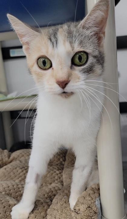 Marley, Adoptable, Adult Female Domestic Short Hair & Domestic Short Hair.
