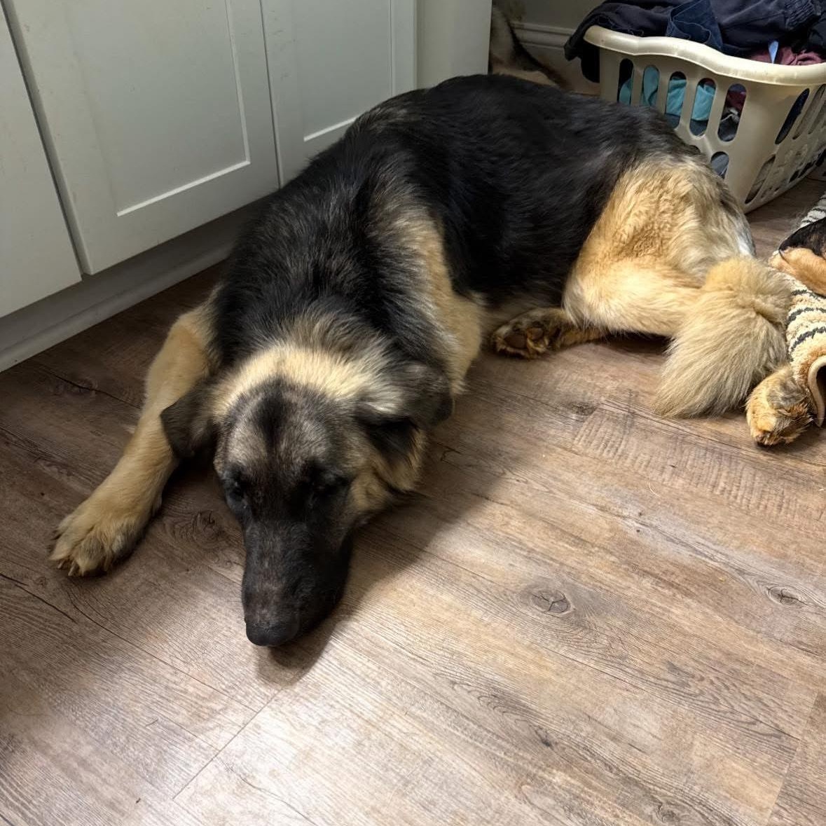 Enlarge Nova, a Adoptable mixed breed in Madison, VA image 1/5