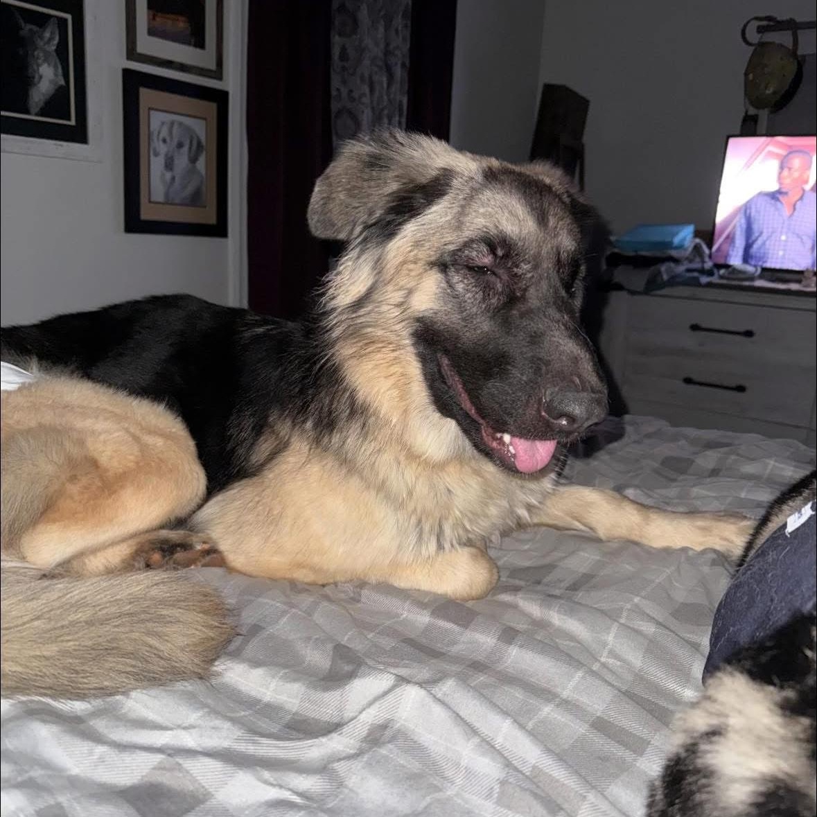 Enlarge Nova, a Adoptable mixed breed in Madison, VA image 3/5