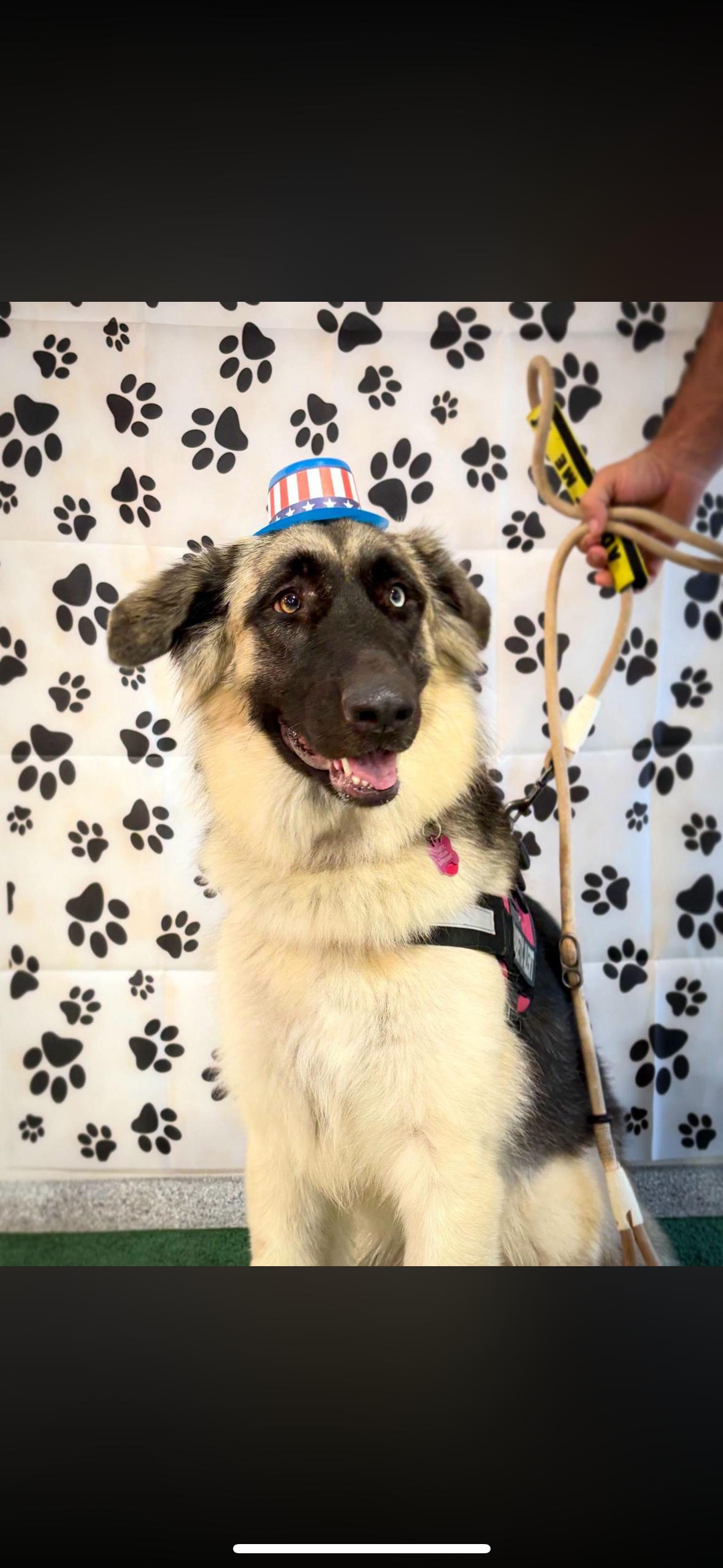 Enlarge Nova, a Adoptable mixed breed in Madison, VA image 4/4