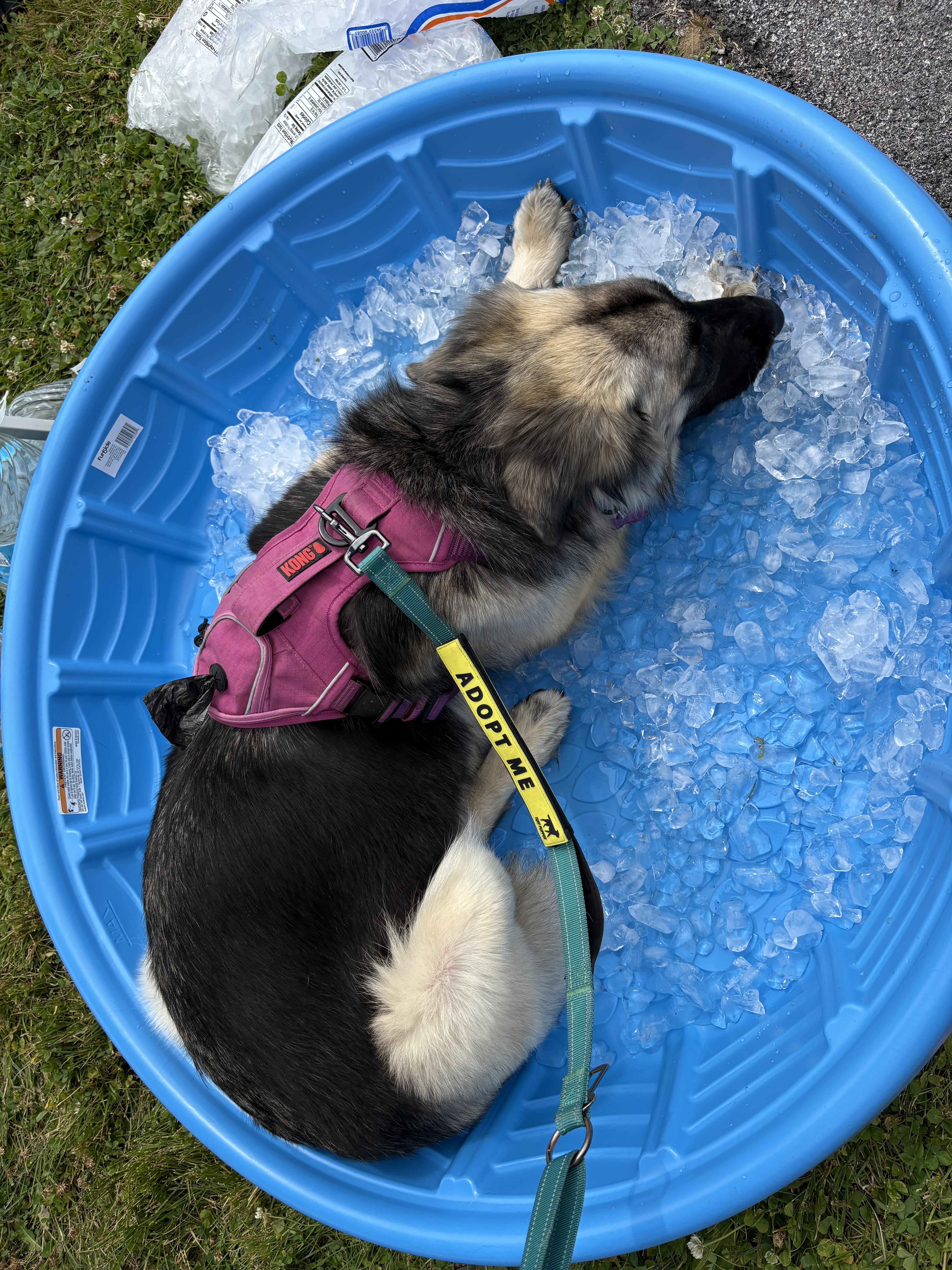 Enlarge Nova, a Adoptable mixed breed in Madison, VA image 4/4