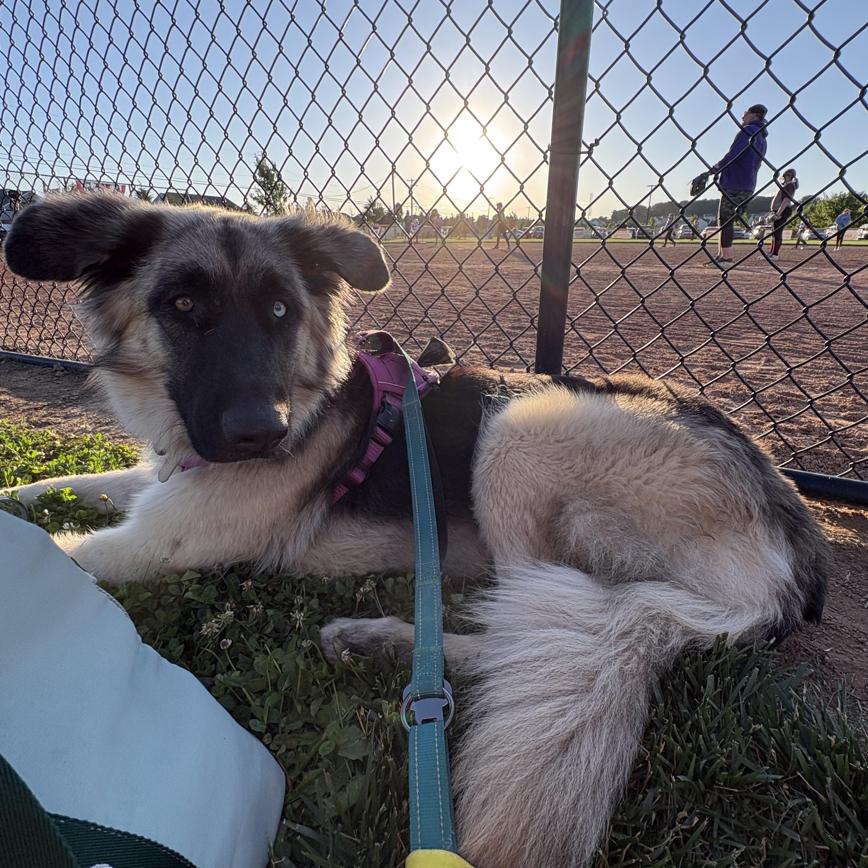 Nova, Adoptable, Young Female Shepherd & Husky.