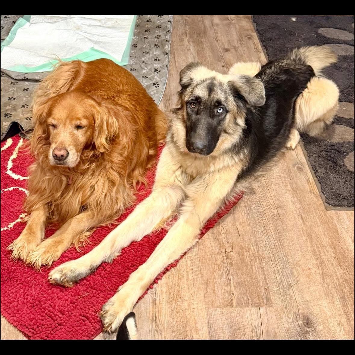 Enlarge Nova, a Adoptable mixed breed in Madison, VA image 2/5