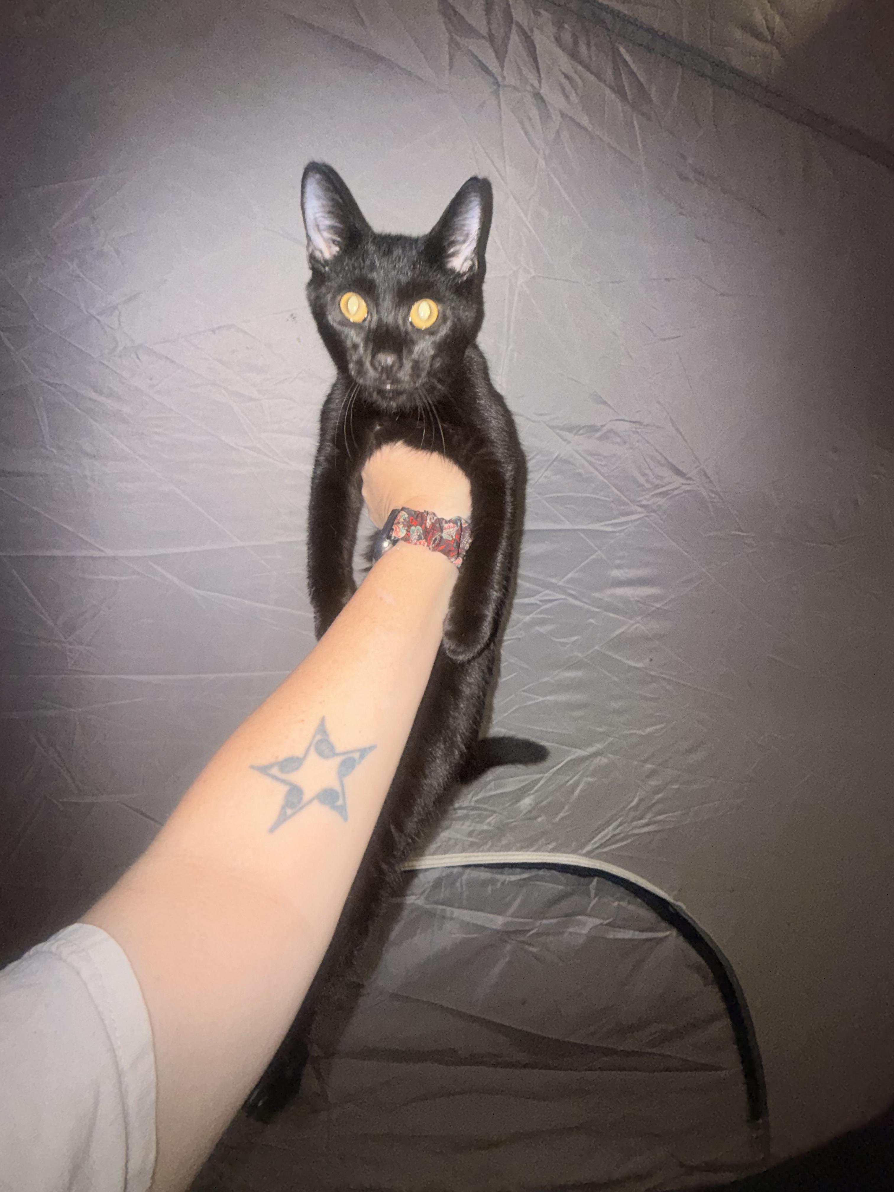 Cat, Adoptable, Young Male Domestic Short Hair.