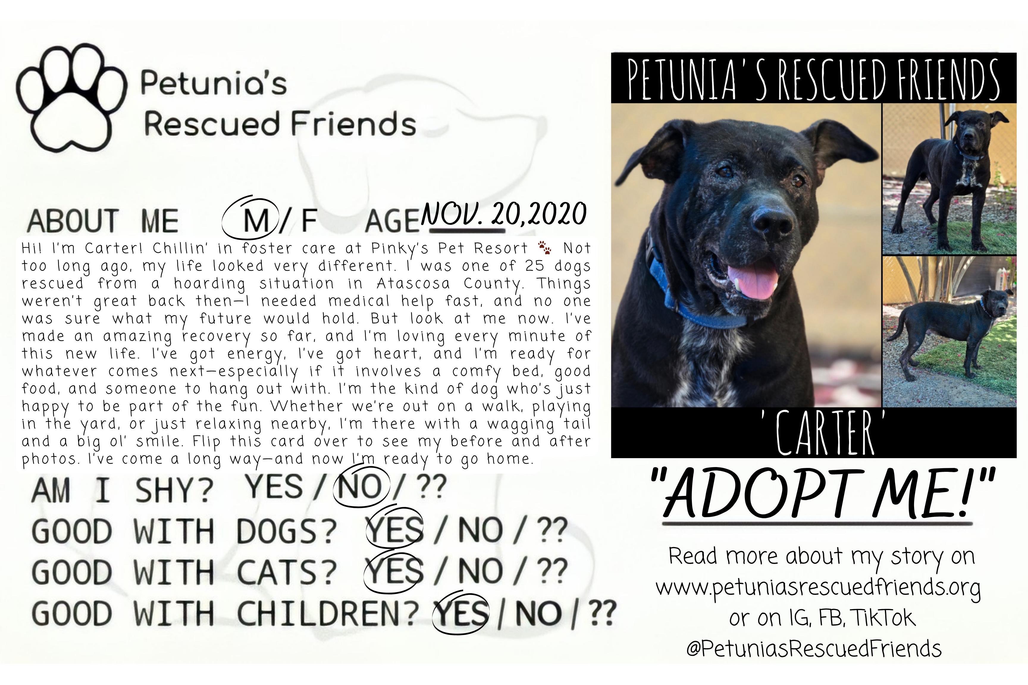 Enlarge Carter, a ADOPTABLE mixed breed in Castroville, TX image 3/3