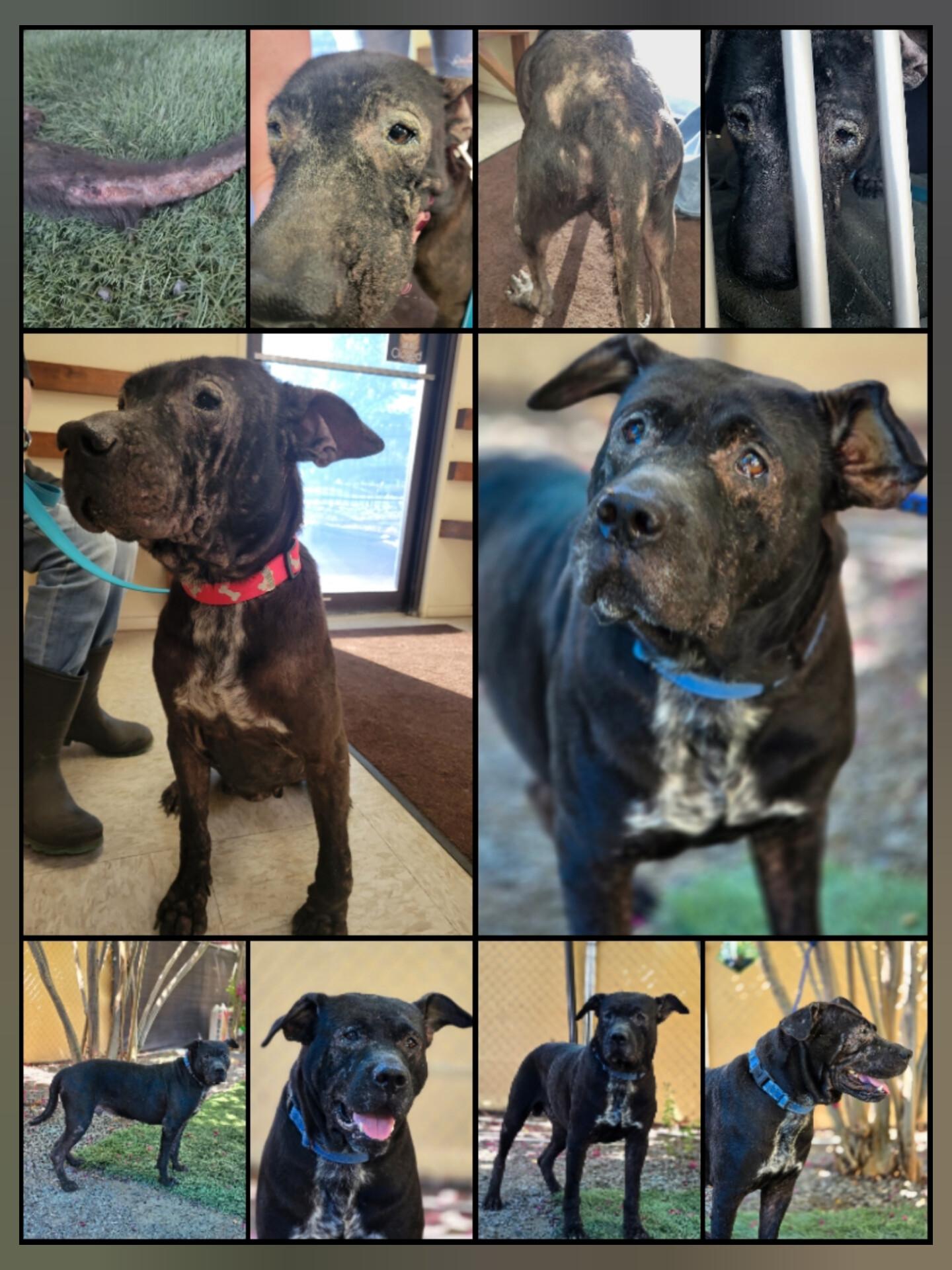 Enlarge Carter, a ADOPTABLE mixed breed in Castroville, TX image 2/3