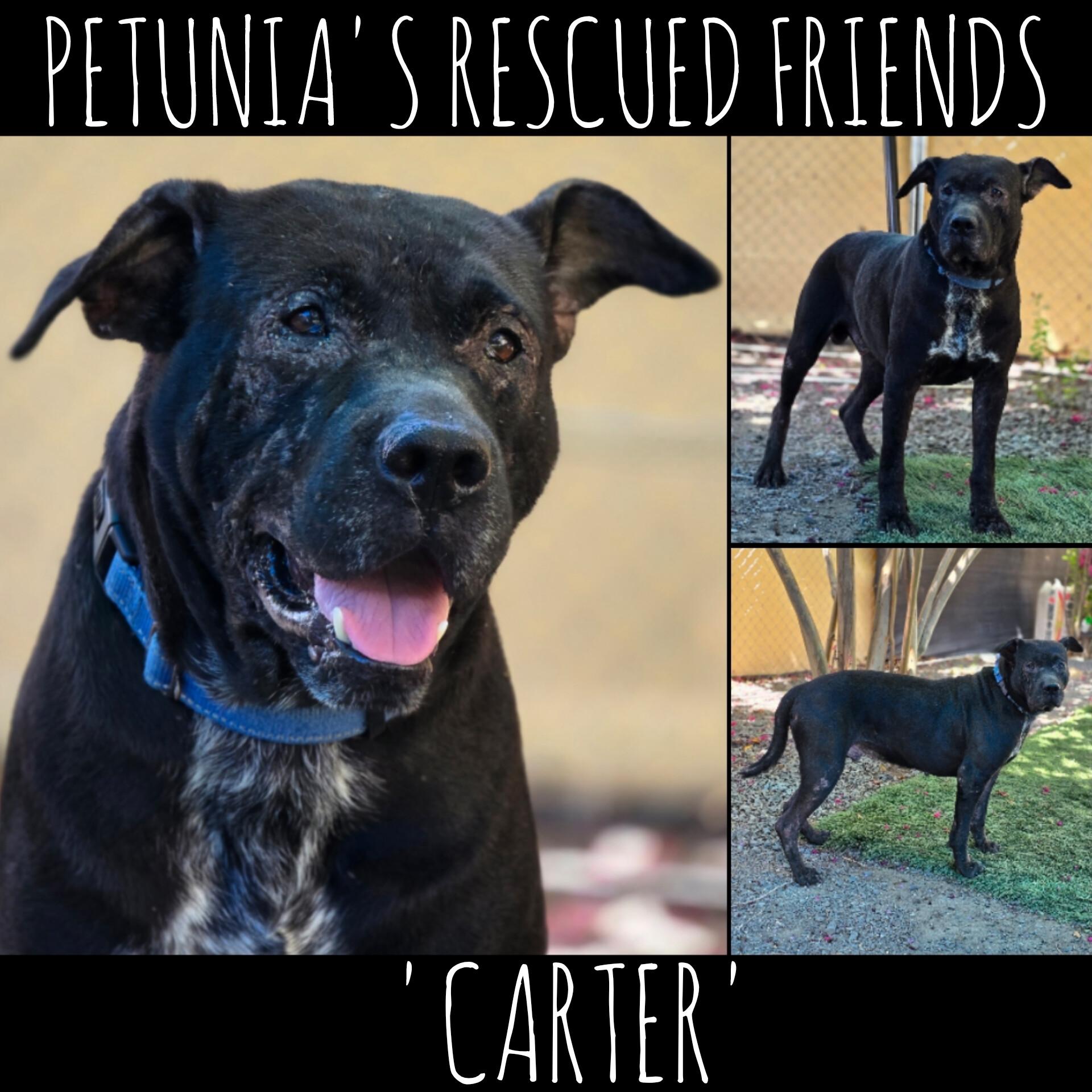 Carter, ADOPTABLE, Adult Male Black Labrador Retriever.