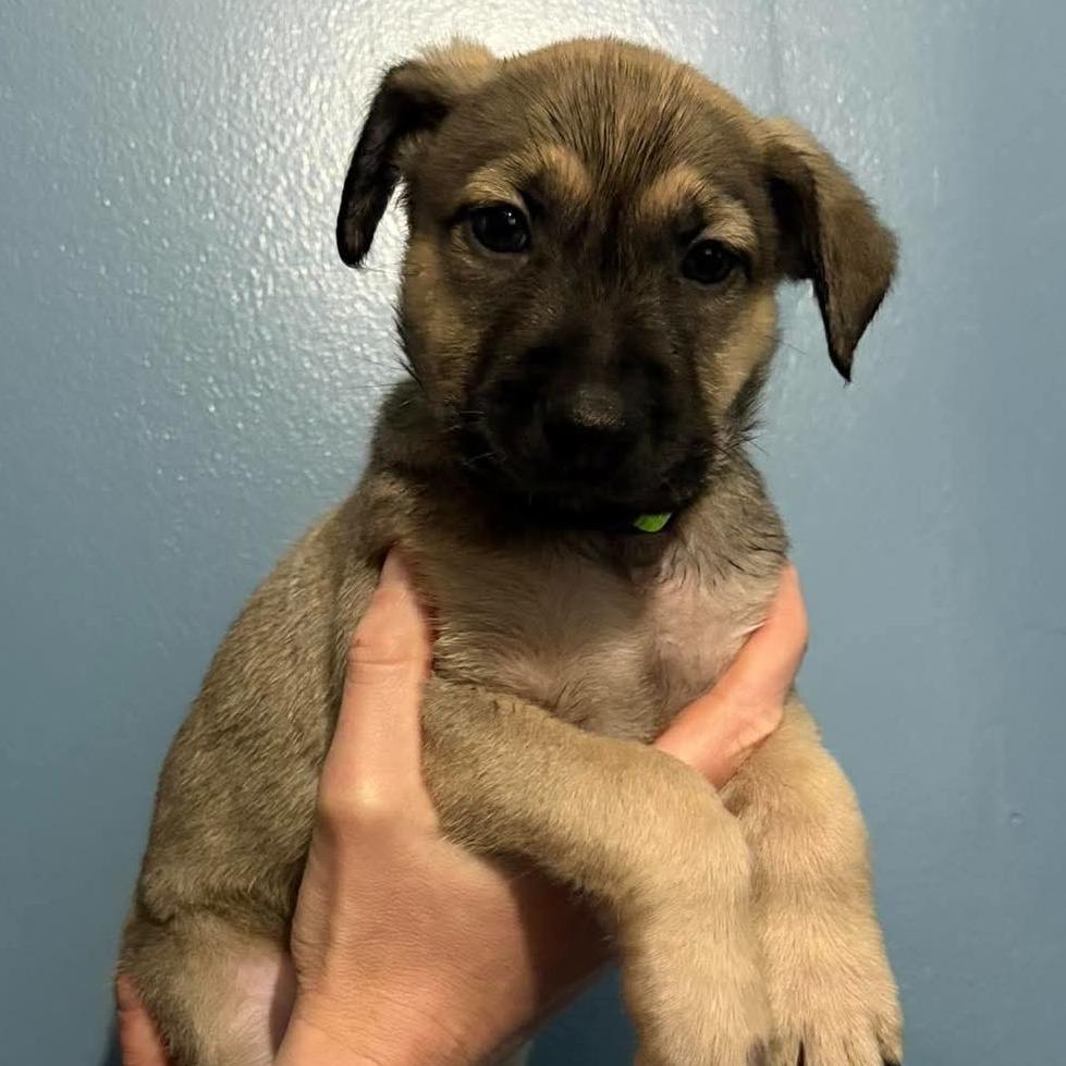 Hades, Adoptable, Puppy Male German Shepherd Dog & Mixed Breed.