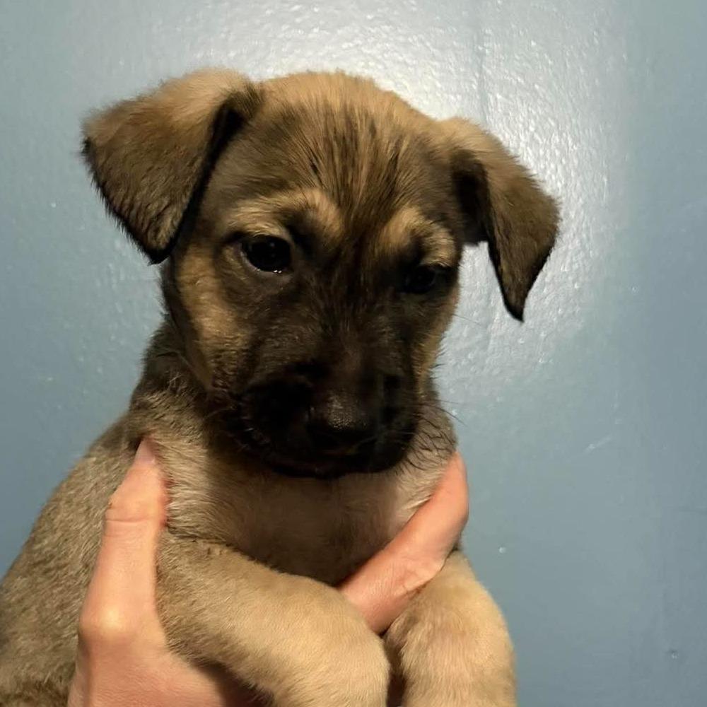 Enlarge Hades, a Adoptable mixed breed in Rossville, GA image 2/3