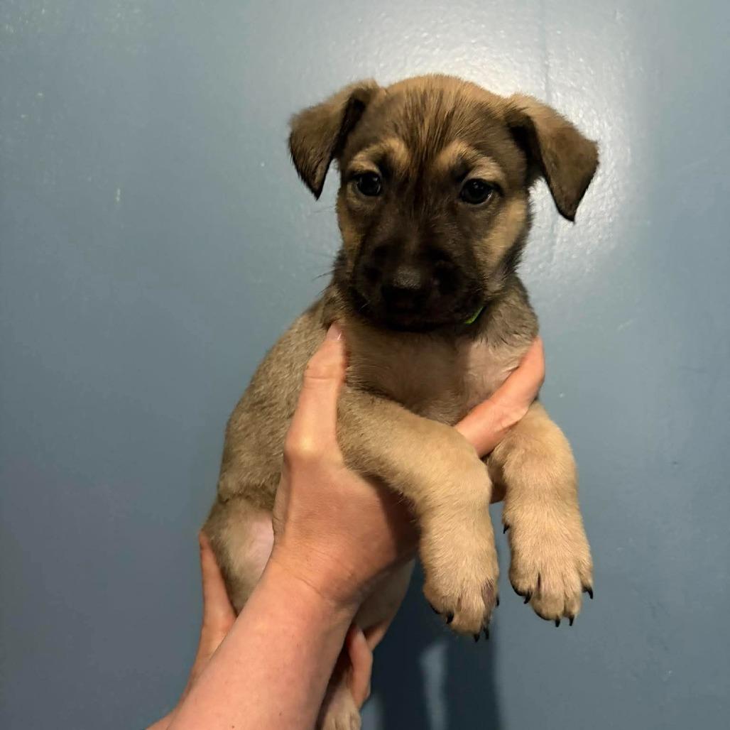 Enlarge Hades, a Adoptable mixed breed in Rossville, GA image 3/3