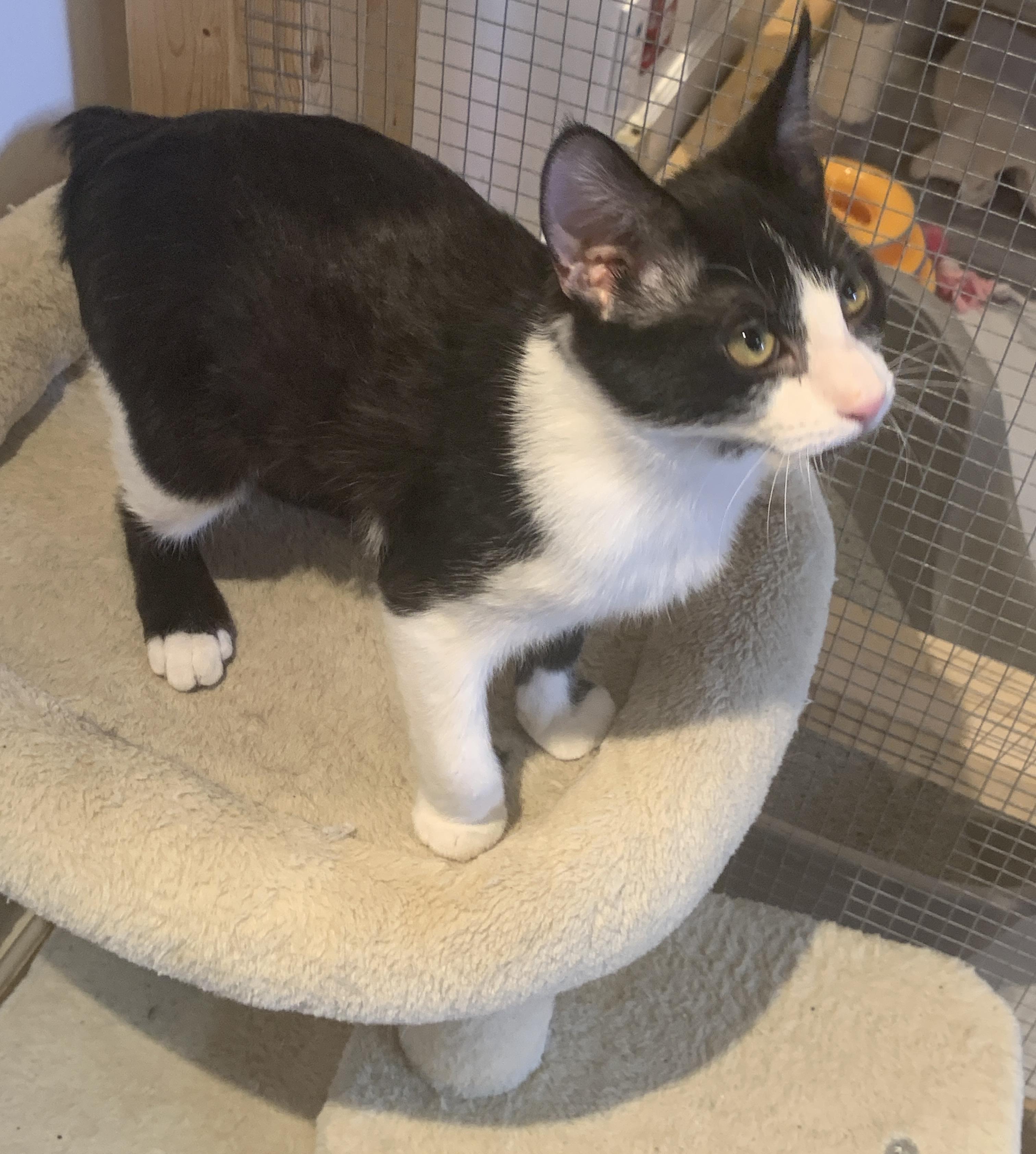 Orbit, a ADOPTABLE Domestic Short Hair in Saint Charles, MO image 3/3