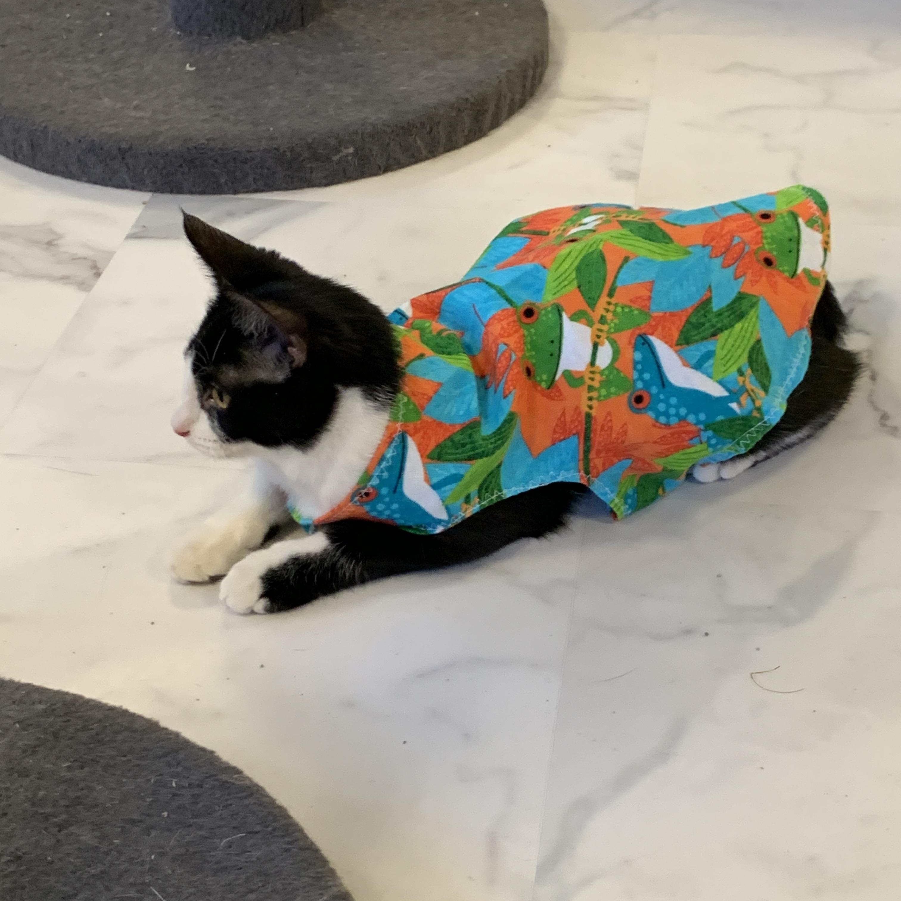 Orbit, a ADOPTABLE Domestic Short Hair in Saint Charles, MO image 2/3