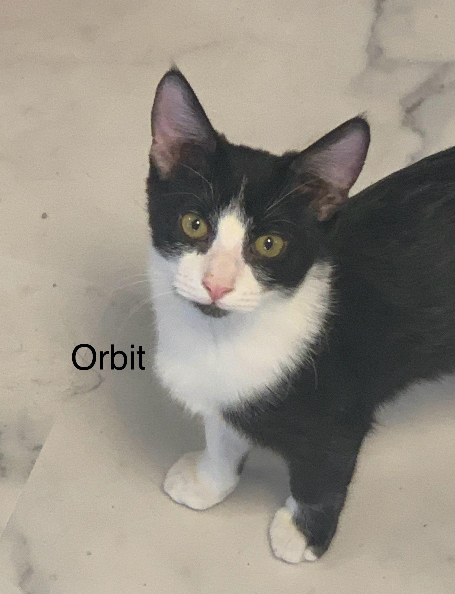 Orbit, ADOPTABLE, Young Female Domestic Short Hair.