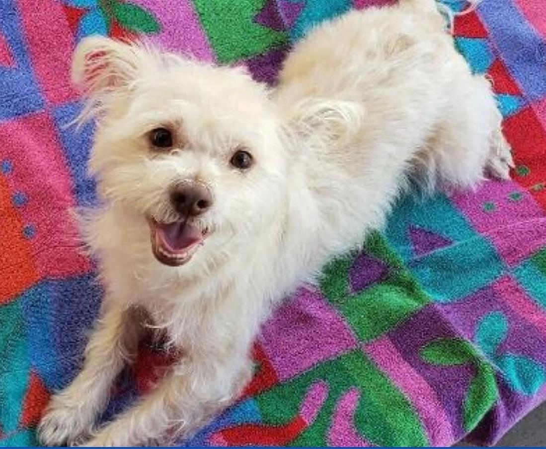 Enlarge Yoshi, a Adoptable Terrier image 1/3