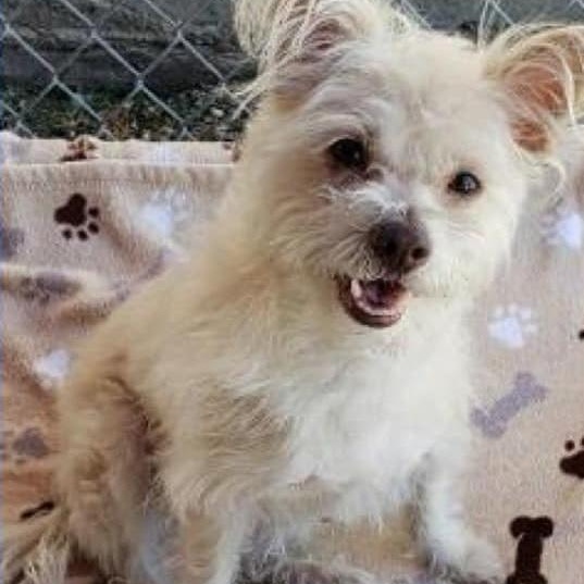 Enlarge Yoshi, a Adoptable Terrier image 2/3