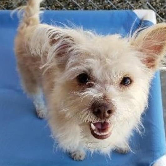 Enlarge Yoshi, a Adoptable Terrier image 3/3