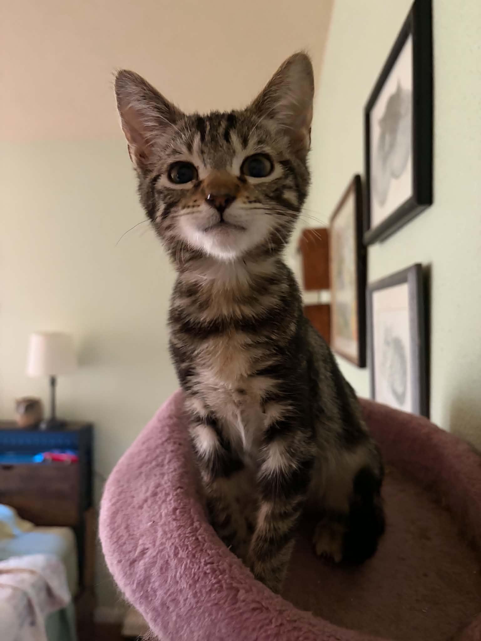 Benson, a ADOPTABLE Tabby in Tehachapi, CA image 1/2