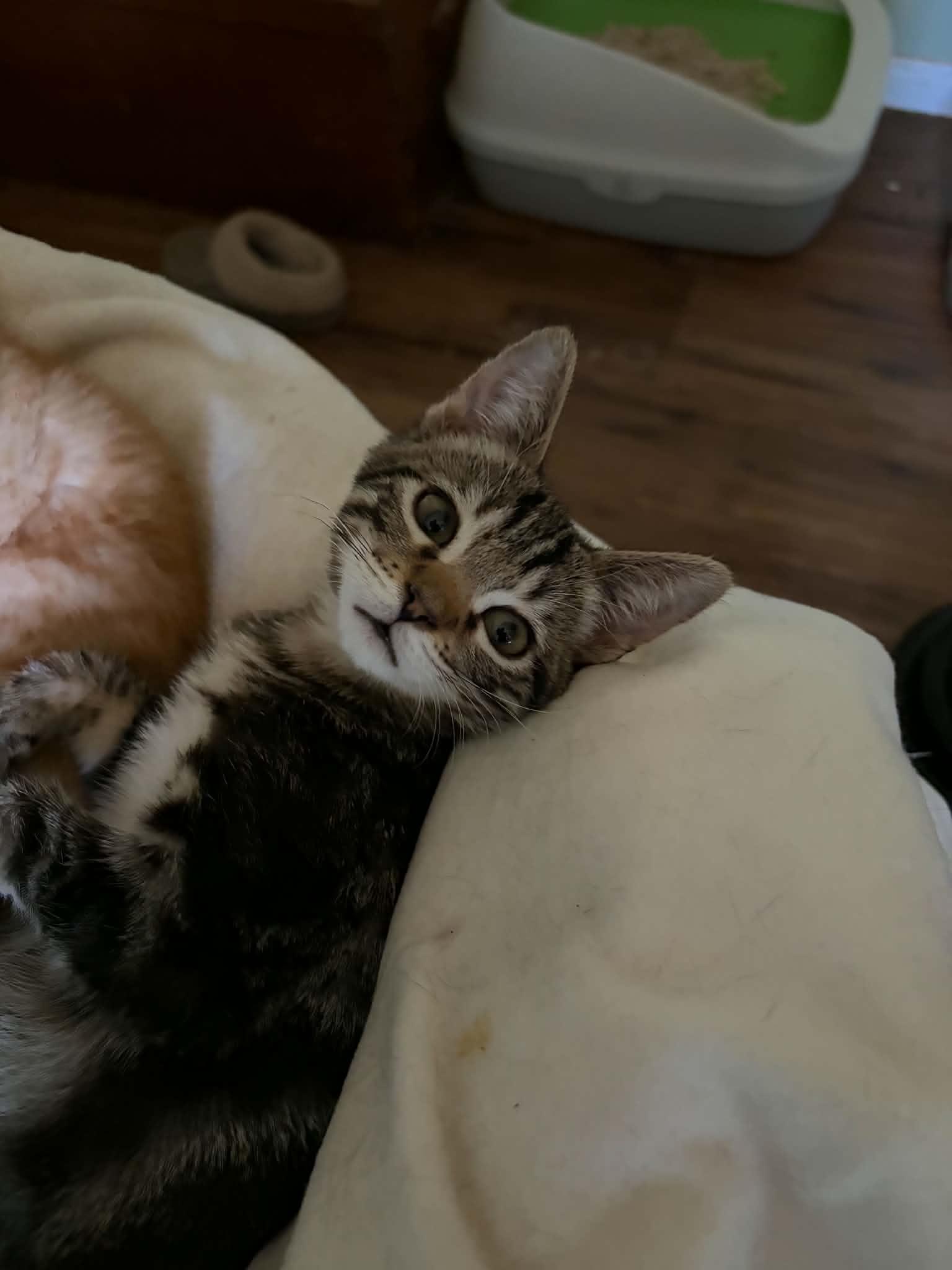 Benson, a ADOPTABLE Tabby in Tehachapi, CA image 2/2