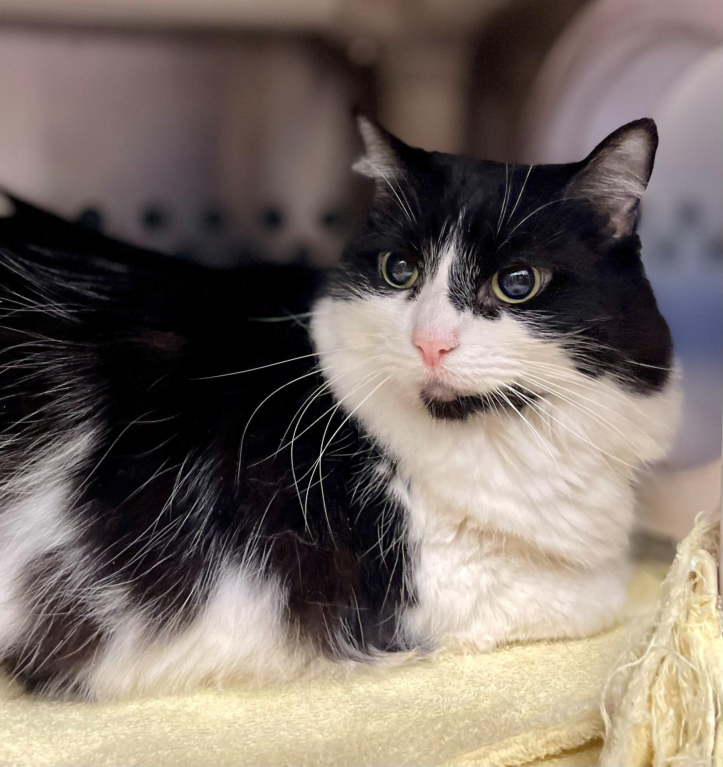 Enlarge Cosette, a Adoptable Domestic Long Hair in Hamilton, ON image 2/3