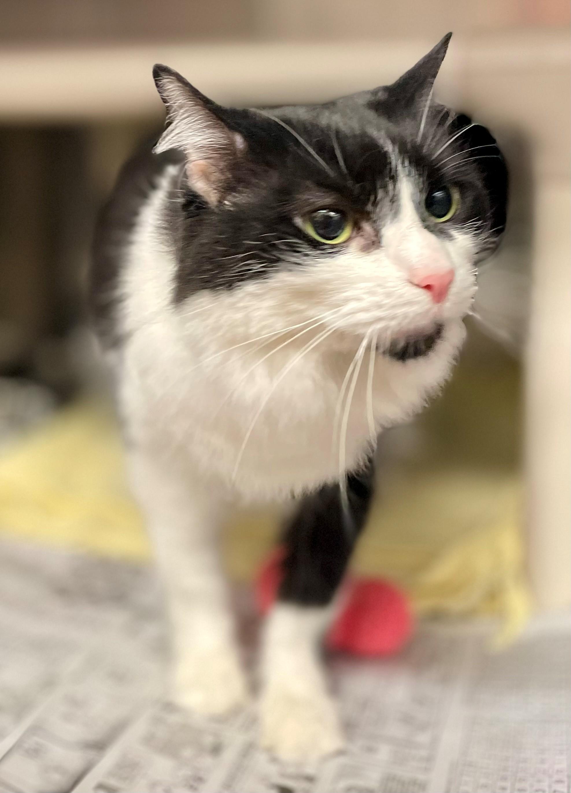 Enlarge Cosette, a Adoptable Domestic Long Hair in Hamilton, ON image 1/3