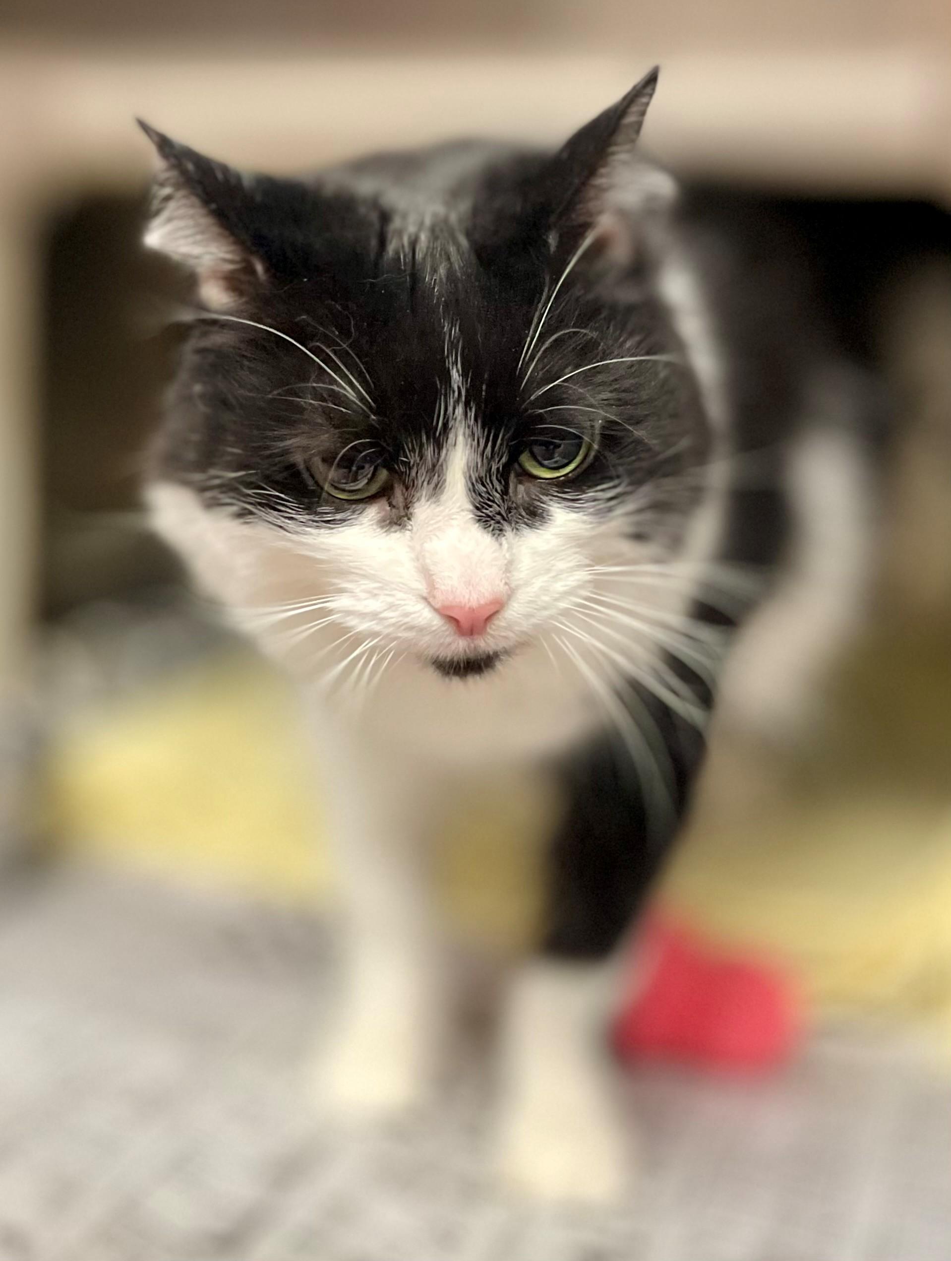 Enlarge Cosette, a Adoptable Domestic Long Hair in Hamilton, ON image 3/3