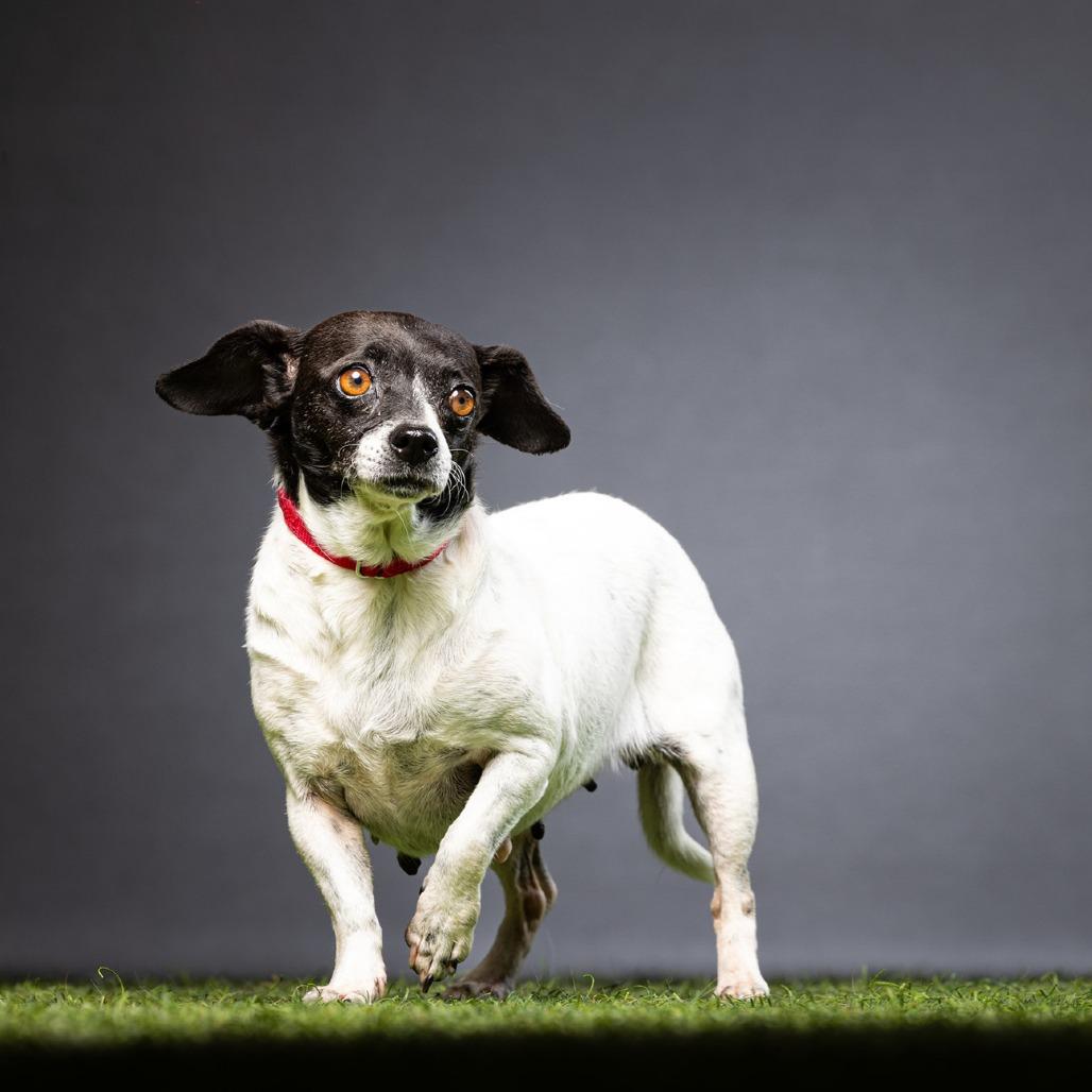 Cleopatra — thumbnail 2