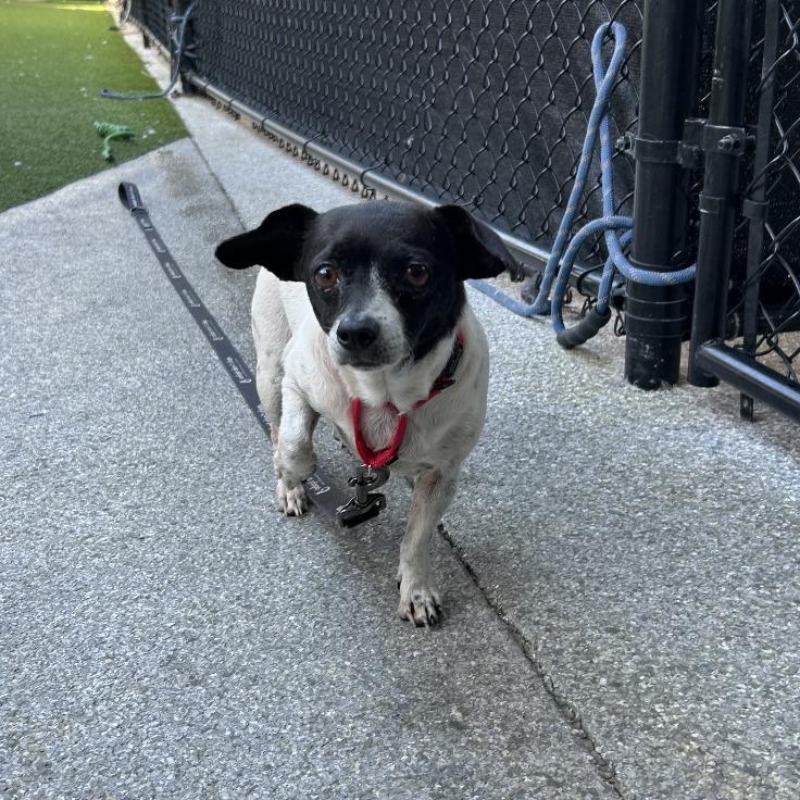 Cleopatra — thumbnail 3