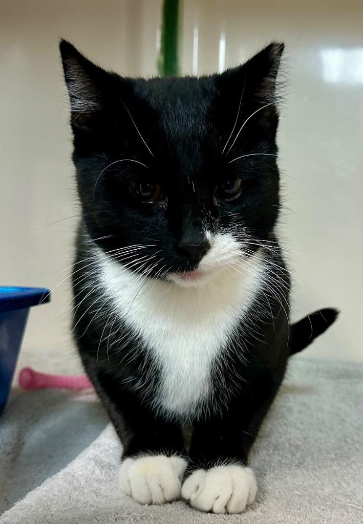 Theo, Adoptable, Young Male Domestic Short Hair.