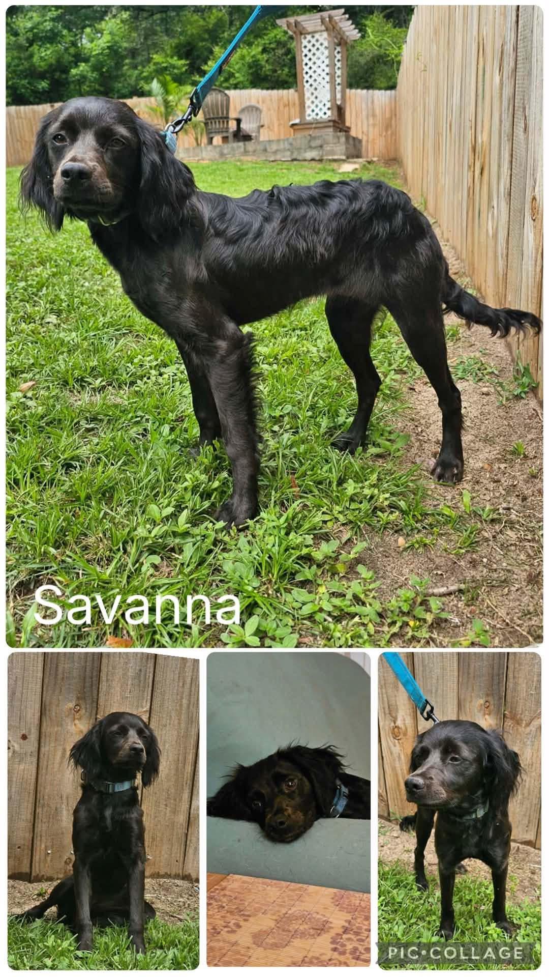 Savanna, ADOPTABLE, Young Female Boykin Spaniel.