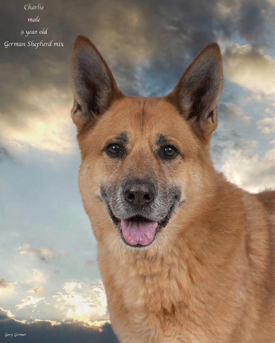 Enlarge Charlie, a Adoptable mixed breed in Yarnell, AZ image 1/4