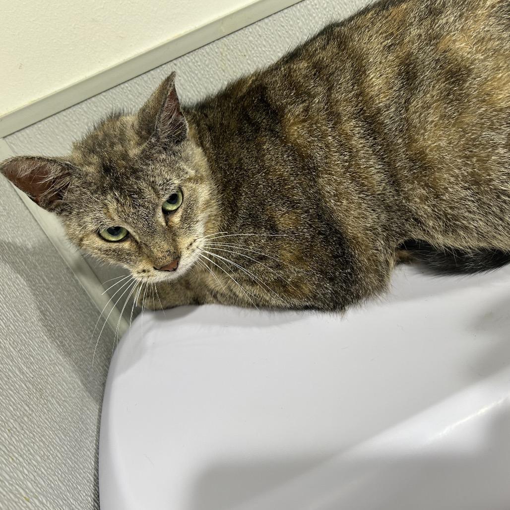 Julie, Adoptable, Adult Female Domestic Short Hair.