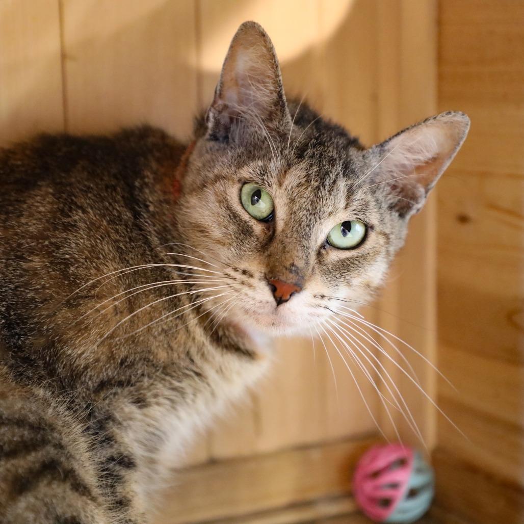 Julie, a Adoptable Domestic Short Hair in Tampa, FL image 2/4