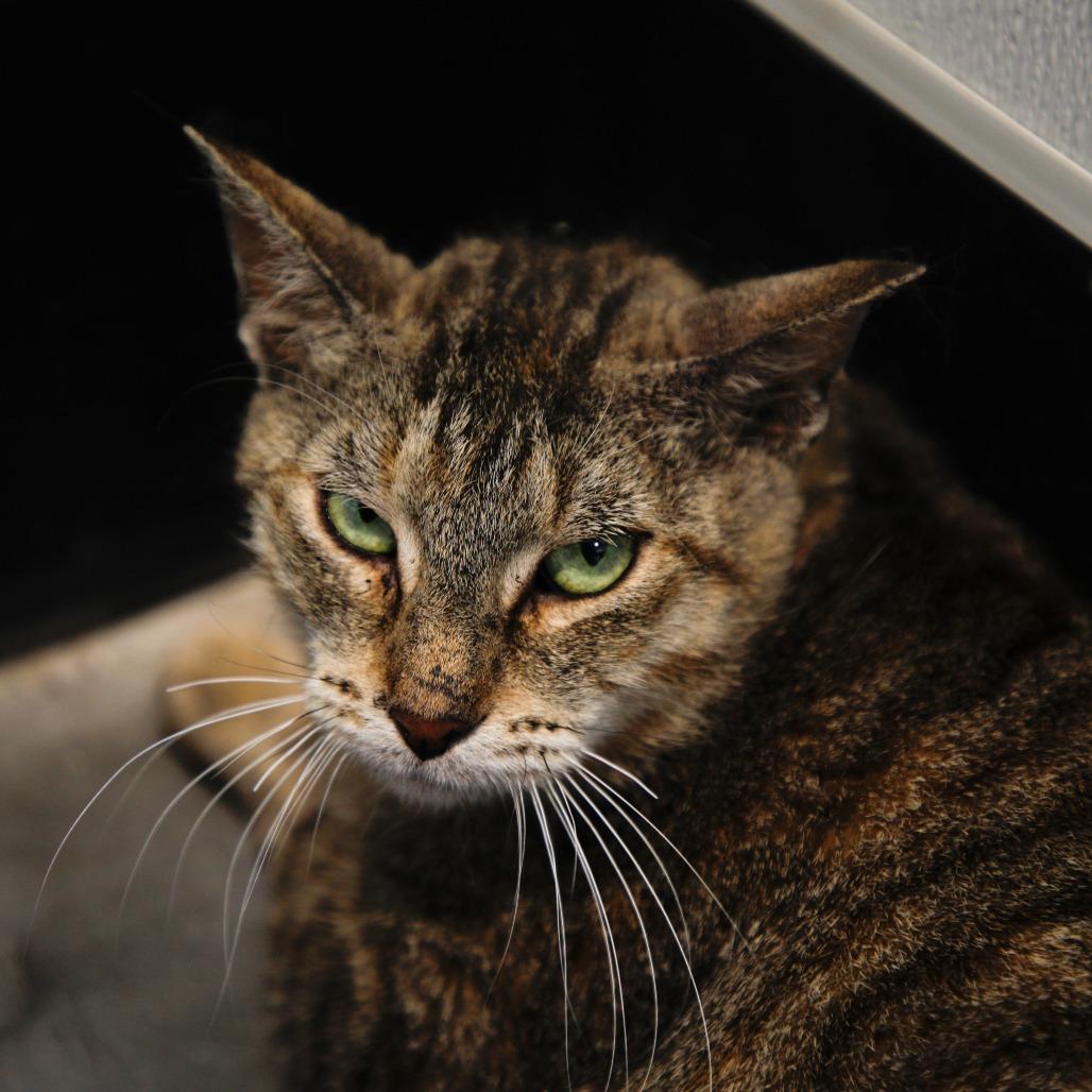 Julie, a Adoptable Domestic Short Hair in Tampa, FL image 3/4