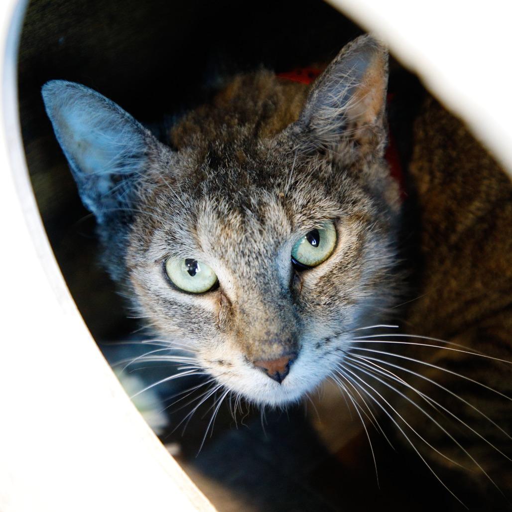 Julie, a Adoptable Domestic Short Hair in Tampa, FL image 4/4