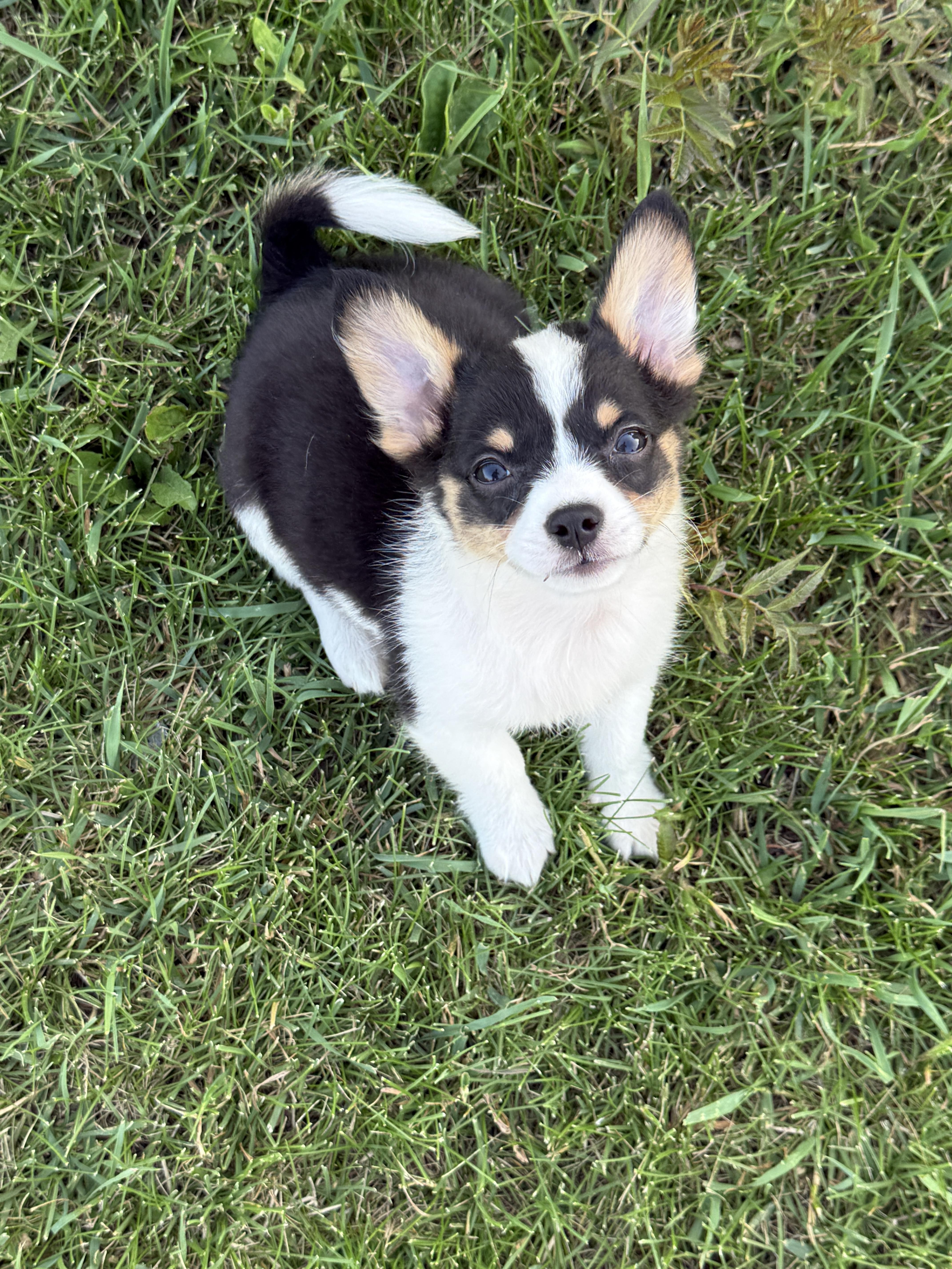 Geronimo, an adopted mixed breed in Hales corners, WI image 3/3