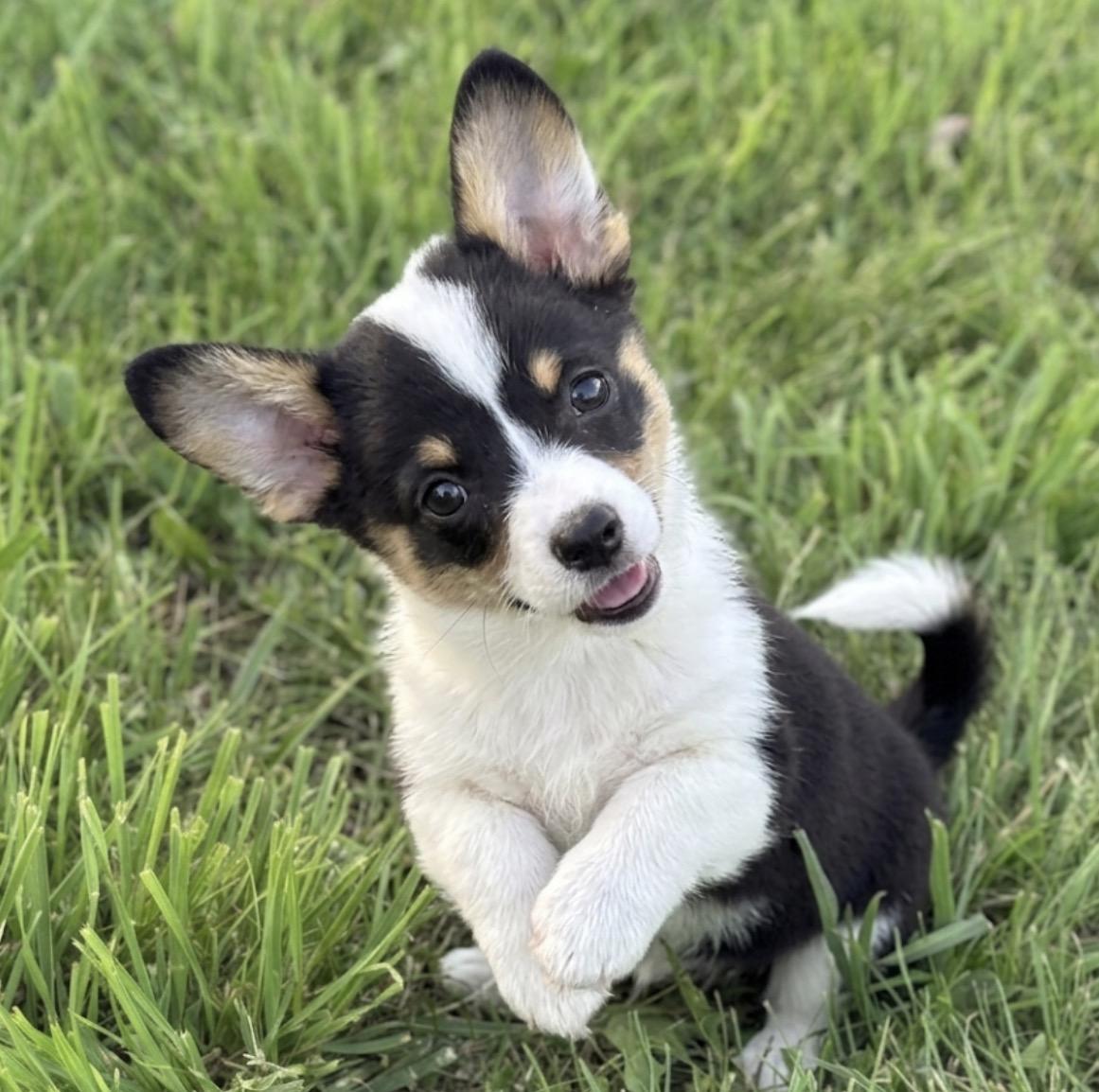 Geronimo, an adopted mixed breed in Hales corners, WI image 1/3