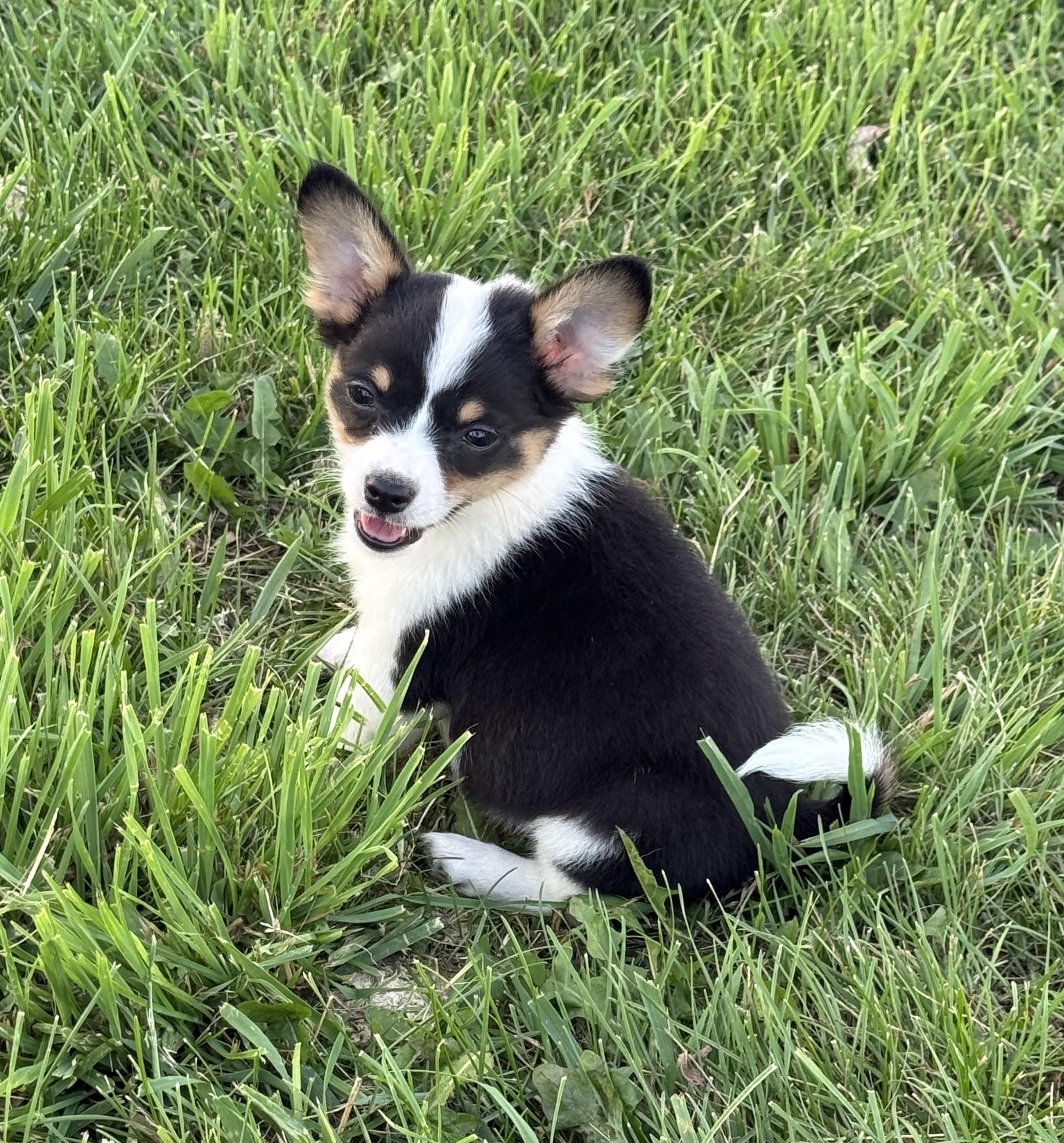 Geronimo, an adopted mixed breed in Hales corners, WI image 2/3