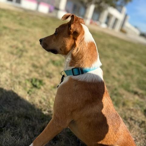 Justin, Adoptable, Young Male Catahoula Leopard Dog.