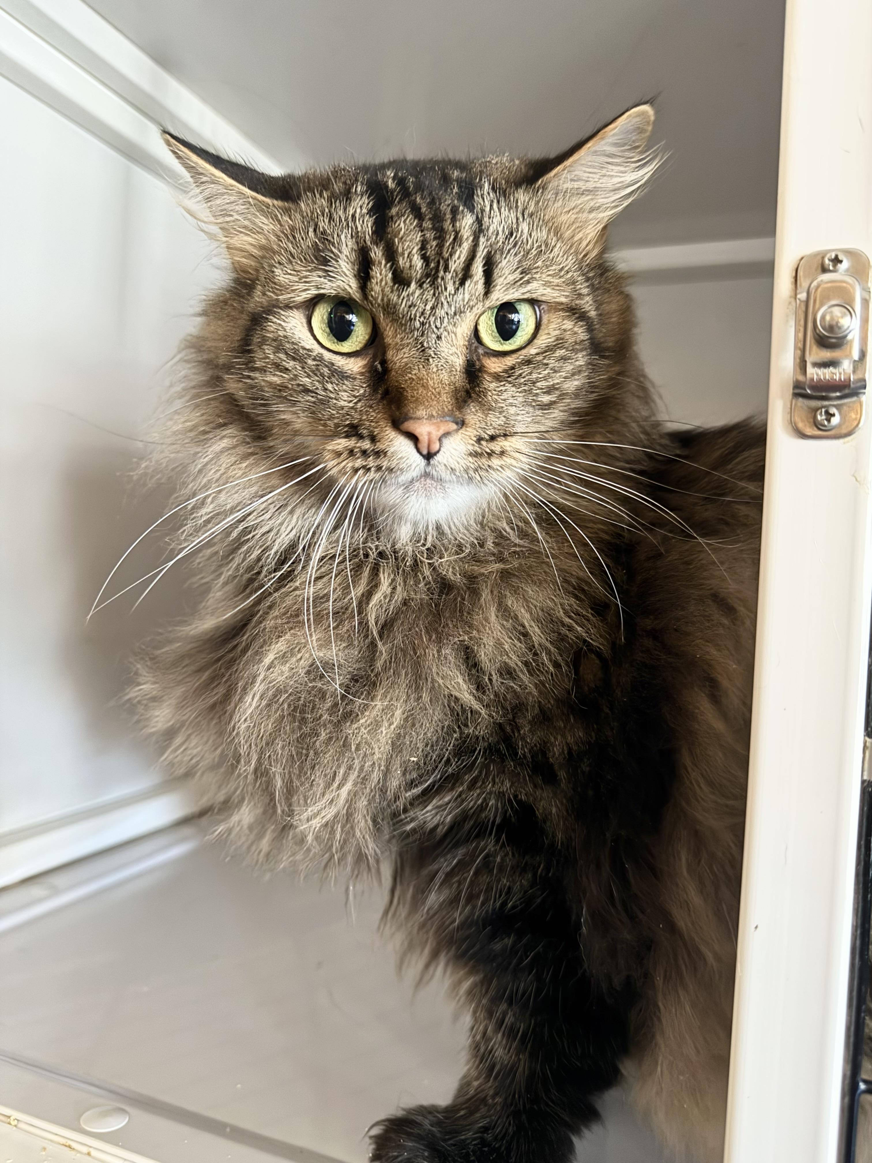 Pancho, Young Male Domestic Long Hair