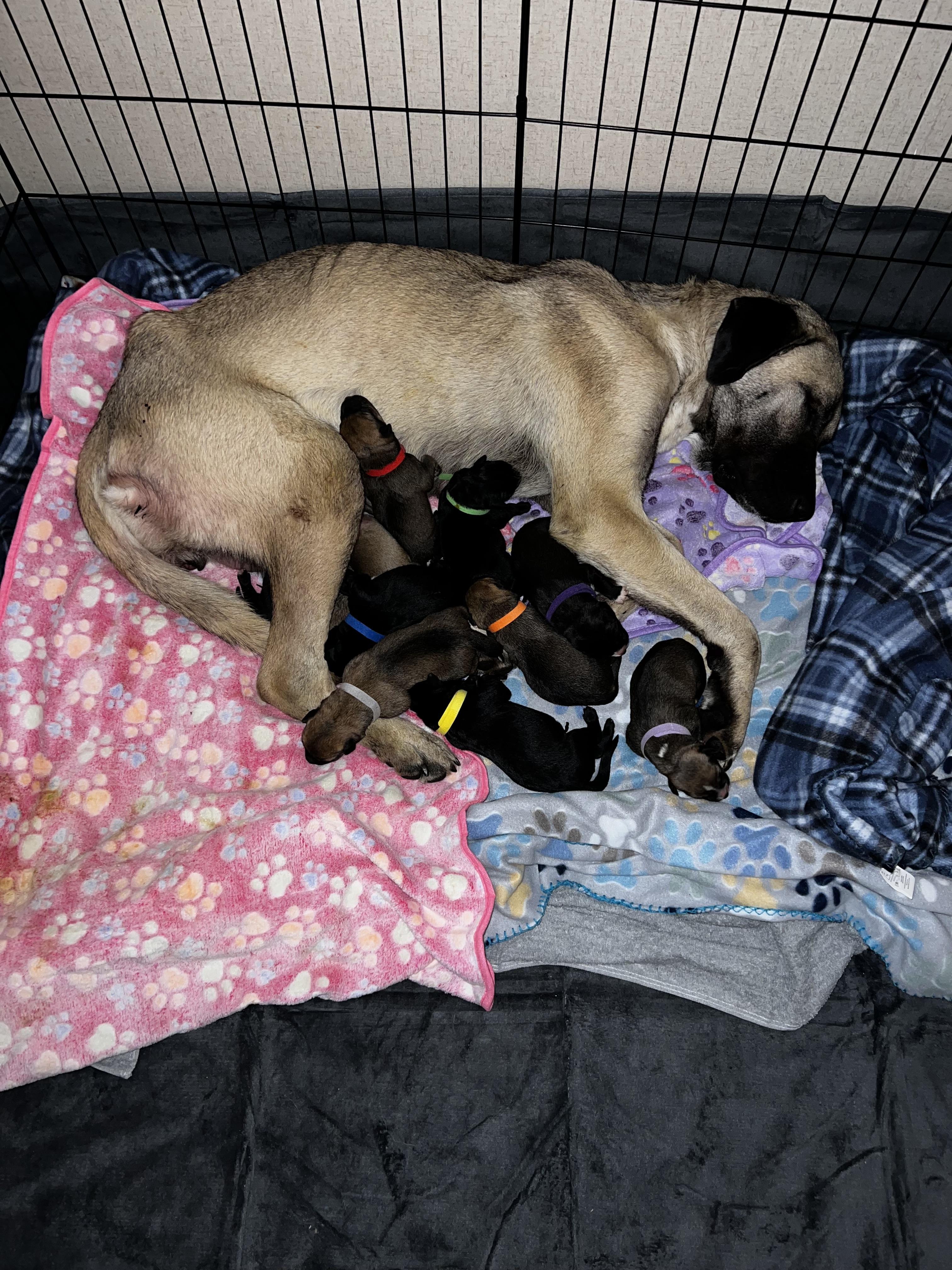 Hazel (Eloise’s Litter), Adopted, Puppy Female Anatolian Shepherd.