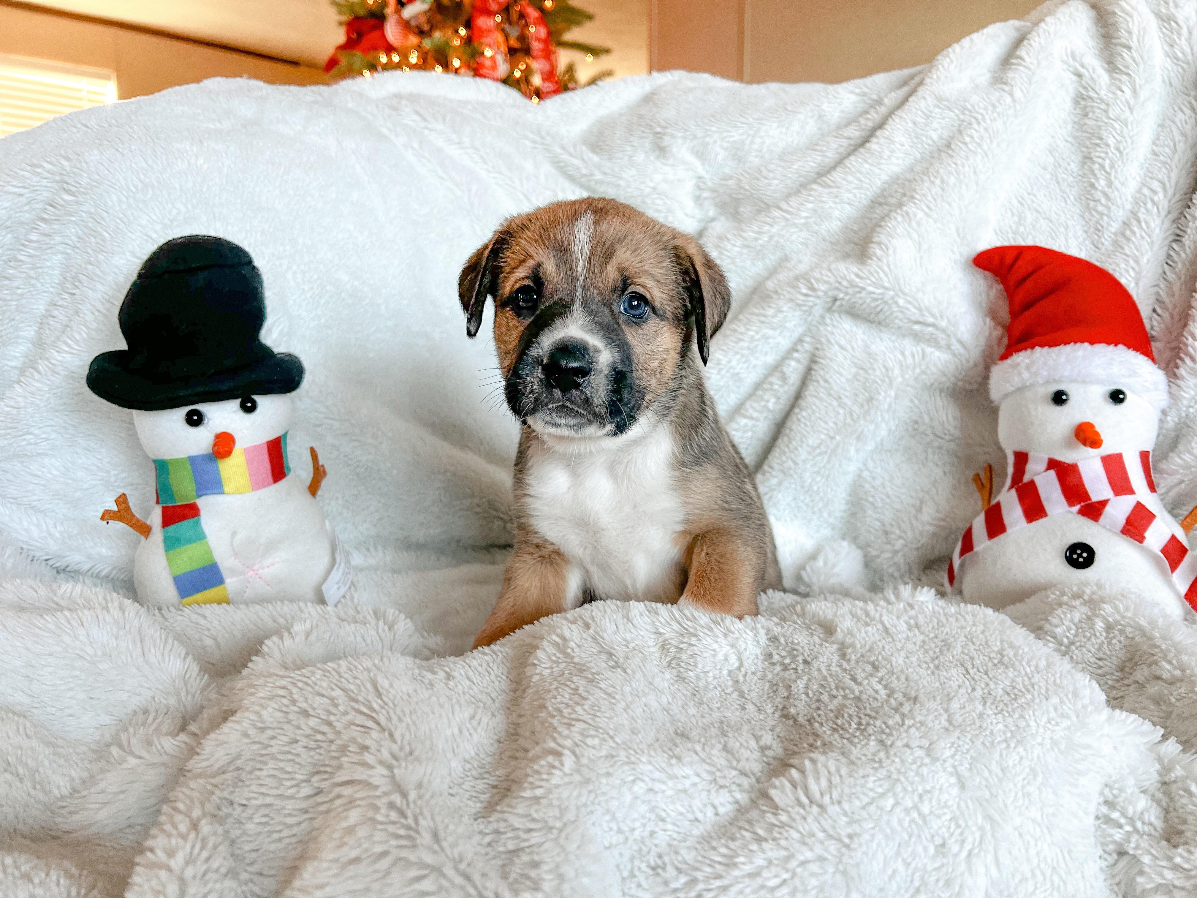 Hazel (Eloise’s Litter), a Adopted Anatolian Shepherd in Tucson, AZ image 2/3