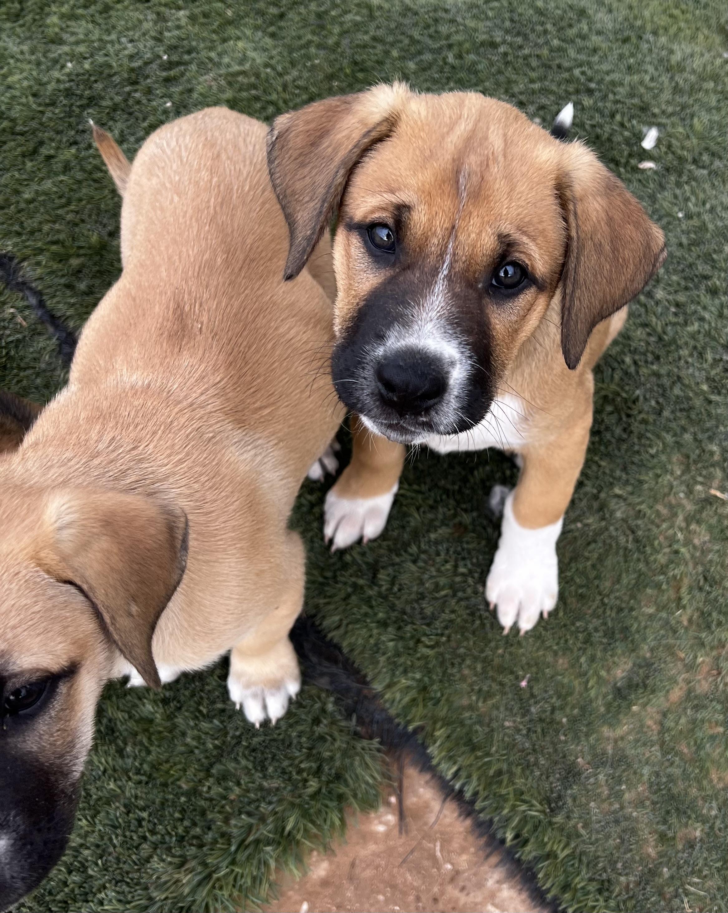 Hazel (Eloise’s Litter), a Adopted Anatolian Shepherd in Tucson, AZ image 3/3